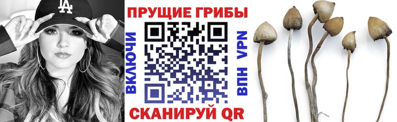 Купить  Горно-Алтайск  Галлюциногенные грибы мицелий 